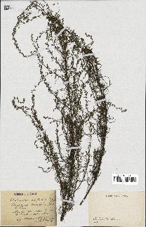 spécimen de Artemisia campestris