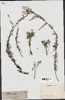 spécimen de Artemisia campestris