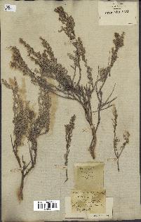 spécimen de Artemisia aragonensis