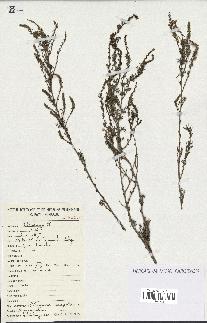 spécimen de Artemisia campestris