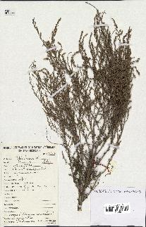 spécimen de Artemisia campestris