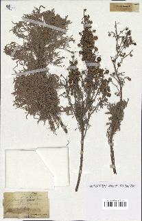 spécimen de Artemisia arborescens