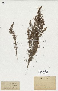 spécimen de Artemisia arborescens