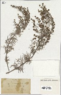 spécimen de Artemisia arborescens