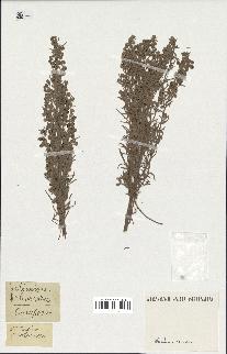 spécimen de Artemisia arborescens