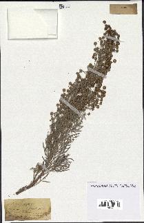 spécimen de Artemisia arborescens