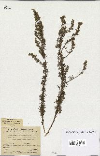 spécimen de Artemisia crithmifolia