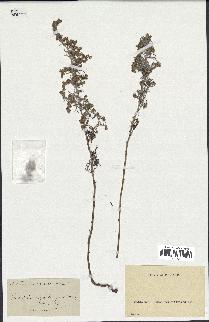 spécimen de Artemisia maritima