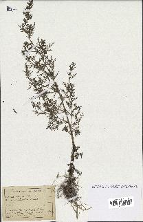 spécimen de Artemisia annua