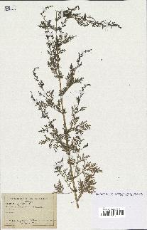 spécimen de Artemisia annua