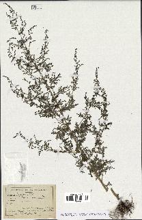 spécimen de Artemisia annua