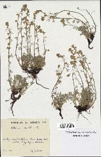 spécimen de Artemisia mutellina