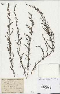 spécimen de Artemisia campestris