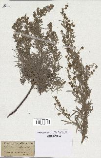 spécimen de Artemisia arborescens