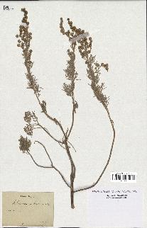 spécimen de Artemisia arborescens