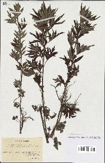 spécimen de Artemisia verlotiorum