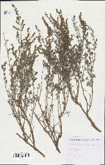 spécimen de Artemisia herba-alba