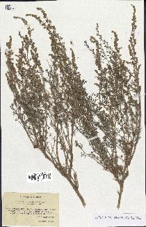 spécimen de Artemisia herba-alba