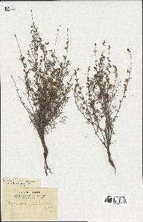 spécimen de Artemisia herba-alba