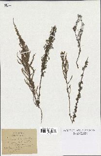 spécimen de Artemisia herba-alba