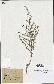 spécimen de Artemisia herba-alba