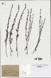 spécimen de Artemisia chitachensis