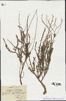 spécimen de Artemisia campestris