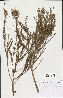 spécimen de Artemisia campestris