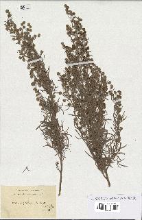 spécimen de Artemisia arborescens