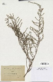 spécimen de Artemisia variabilis