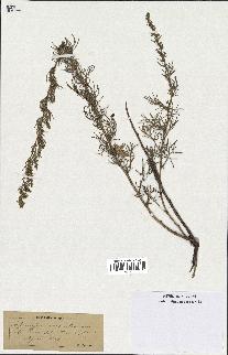 spécimen de Artemisia variabilis