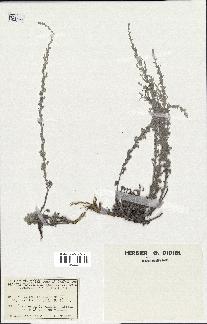 spécimen de Artemisia maritima