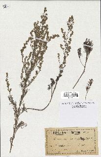 spécimen de Artemisia monogyna