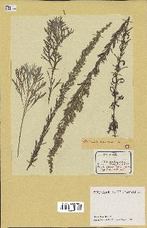 spécimen de Artemisia caerulescens