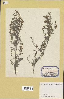 spécimen de Artemisia absinthium