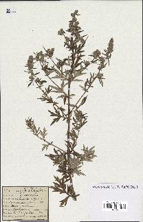 spécimen de Artemisia vulgaris