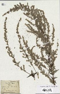 spécimen de Artemisia vulgaris