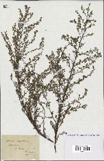 spécimen de Artemisia campestris