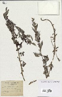 spécimen de Artemisia vulgaris