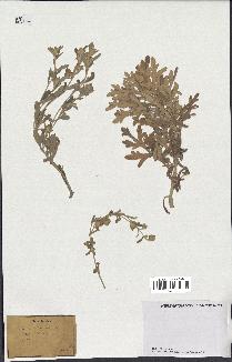 spécimen de Artemisia stelleriana