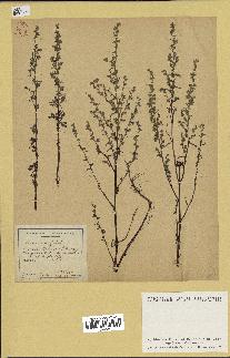 spécimen de Artemisia campestris