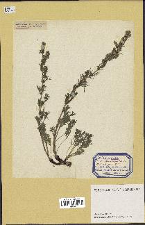 spécimen de Artemisia campestris