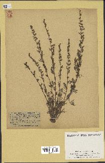 spécimen de Artemisia campestris