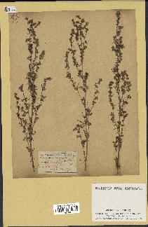 spécimen de Artemisia campestris