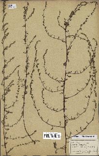 spécimen de Artemisia campestris