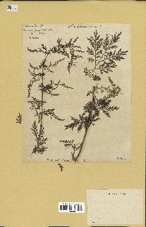 spécimen de Artemisia annua