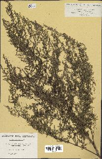 spécimen de Artemisia annua