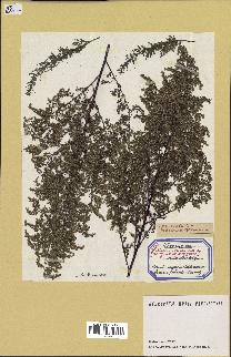 spécimen de Artemisia annua