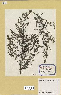 spécimen de Artemisia annua