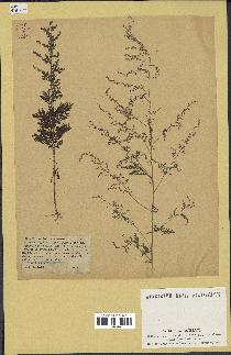 spécimen de Artemisia annua